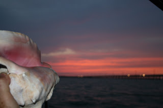 Conch shell at sunset